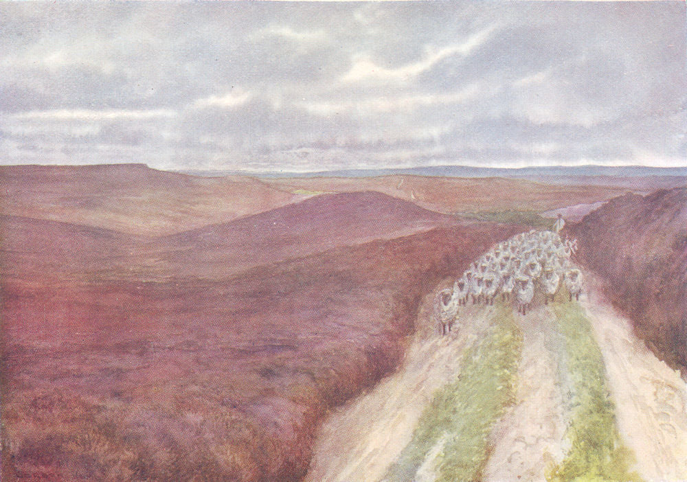 YORKS. Cleveland Hills. Wide Expanse of Heather, from Great Ayton Moor 1908